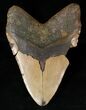 Huge Megalodon Tooth - North Carolina #15997-2